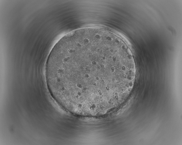X0000110860907200907301349