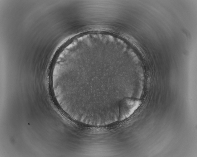 X0000110861024200907301348