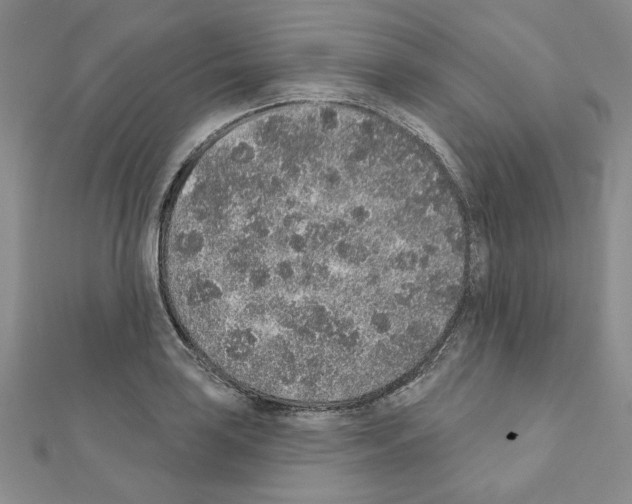 X0000110861035200907301348