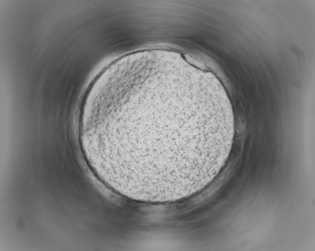 X0000110861054200907301348