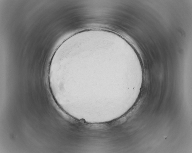X0000110861437200907301343