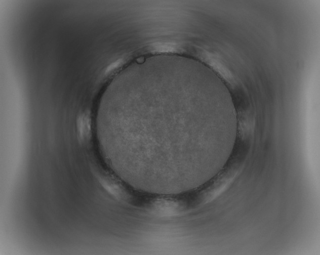 X0000110870207200906251235