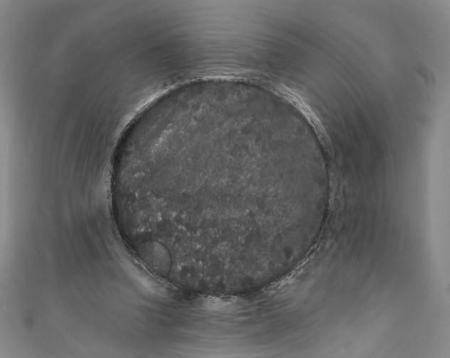 X0000110870346200907021441