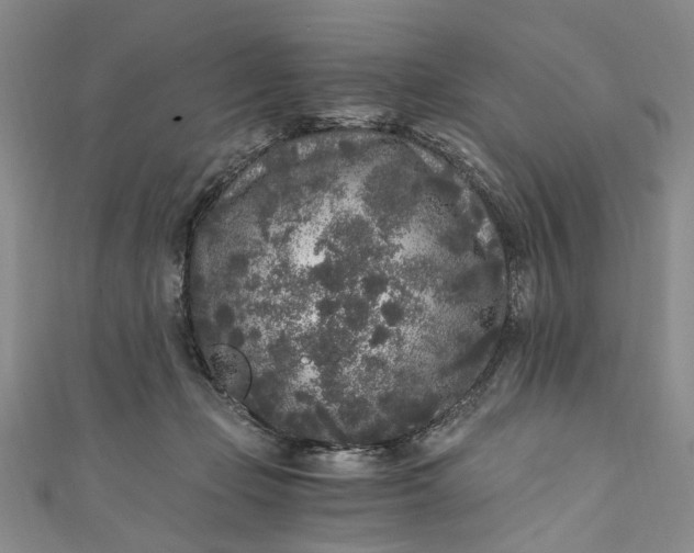 X0000110870365200907021441