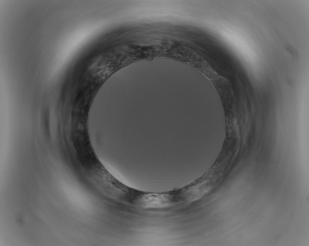 X0000110870526200907021439