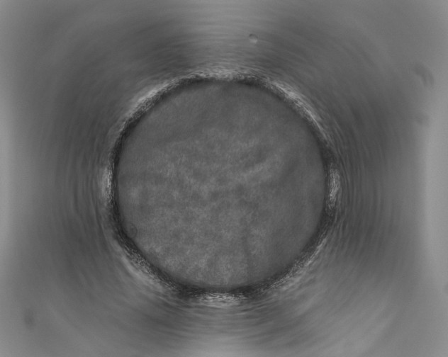 X0000110870636200907021437