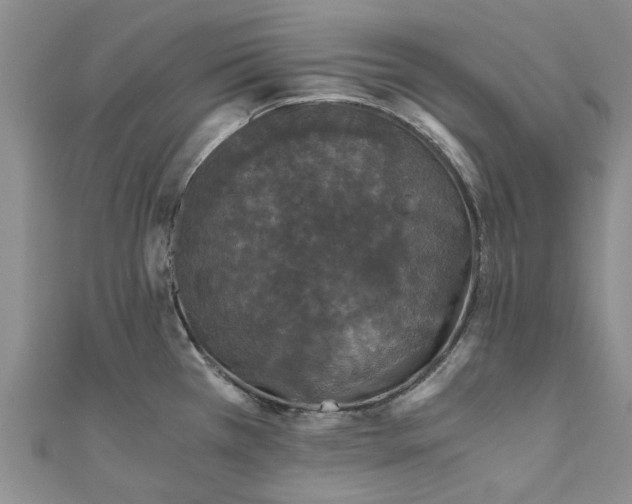 X0000110871385200907021427