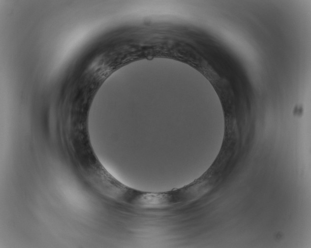 X0000110870526200907161441