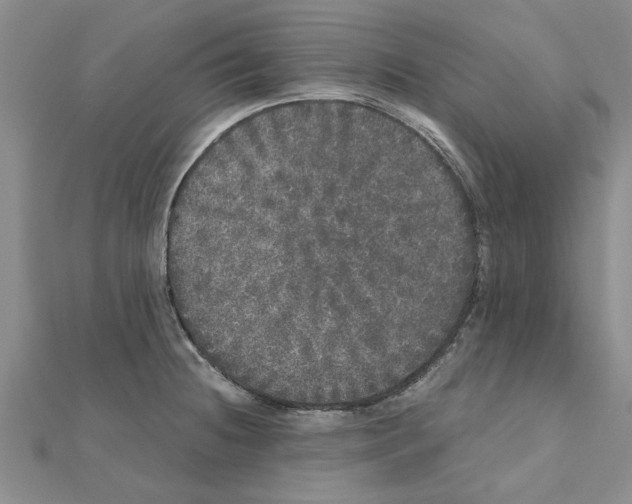 X0000110871236200907301406