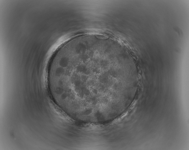 X0000110880343200906181230