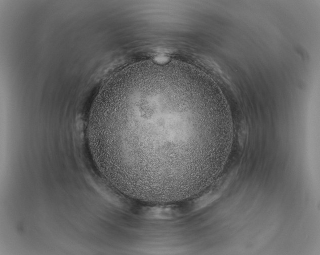 X0000110880366200906181230
