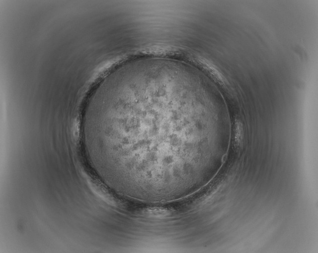 X0000110880636200906181226