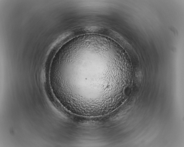 X0000110880734200906181225