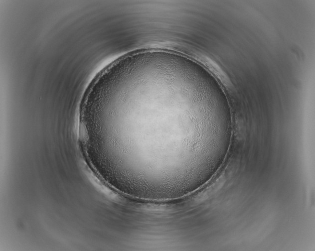 X0000110881036200906181221