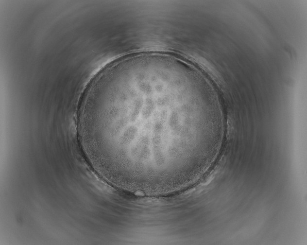 X0000110881212200906181218