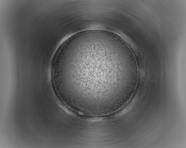 X0000110880846200906251247