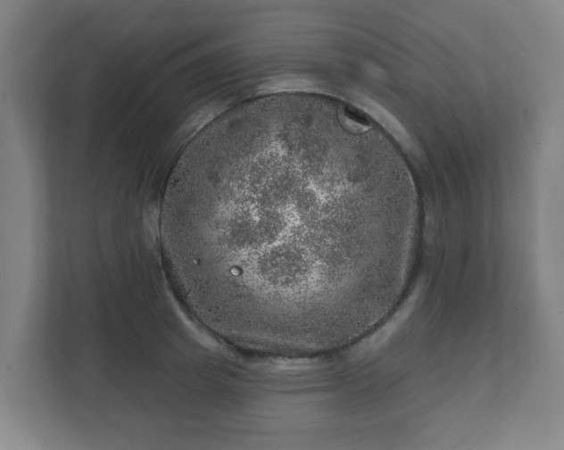 X0000110880849200906251247