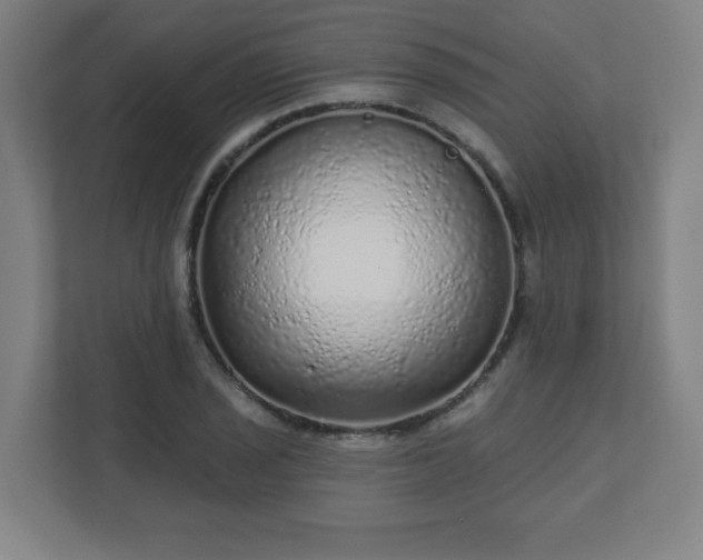 X0000110881029200906251244