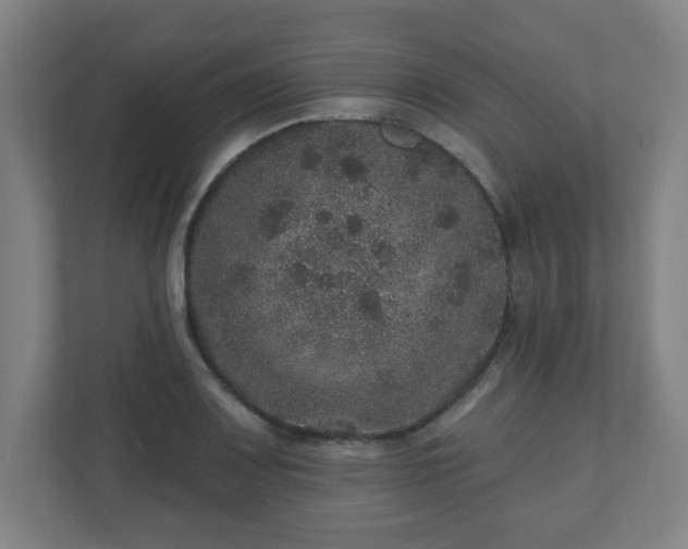X0000110881083200906251244
