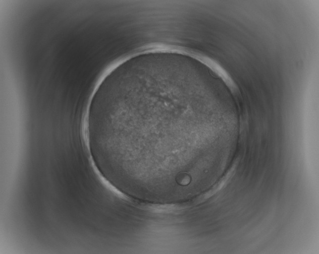 X0000110881247200906251242