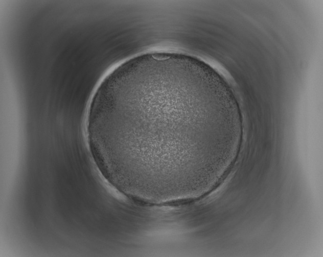 X0000110881248200906251242