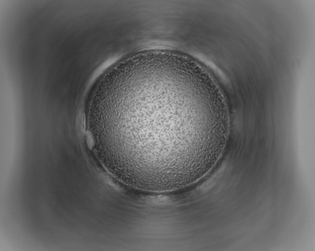 X0000110881317200906251241