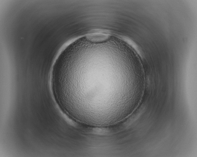 X0000110881379200906251240