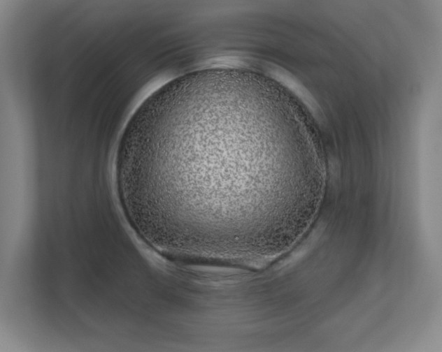 X0000110881426200906251240