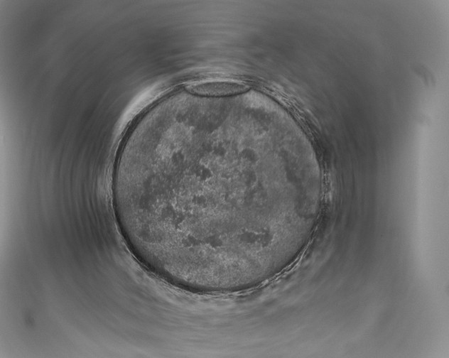 X0000110880004200907021506