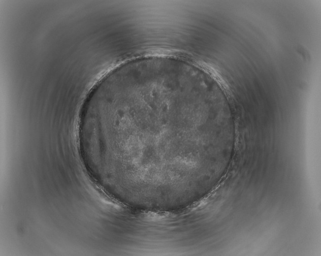 X0000110880346200907021501