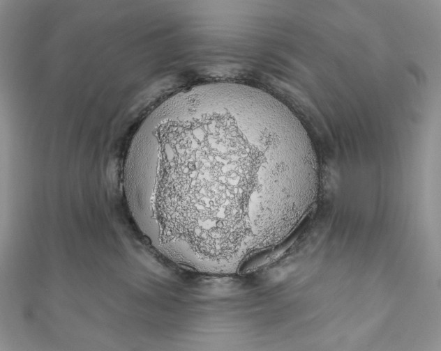 X0000110880428200907021501