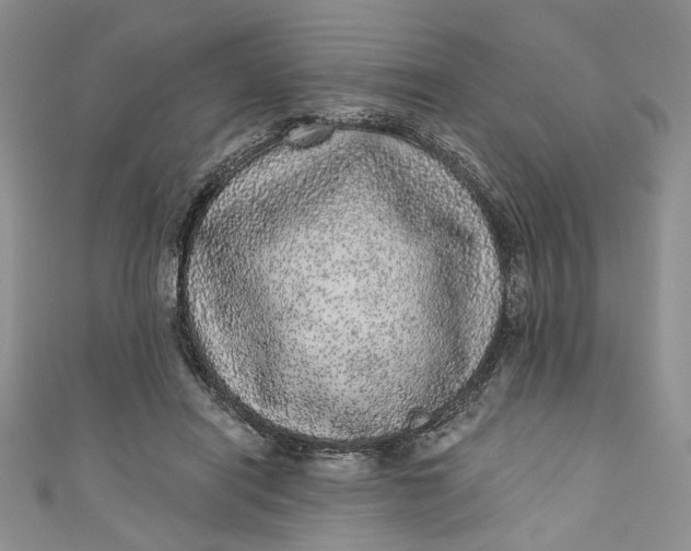 X0000110880454200907021500