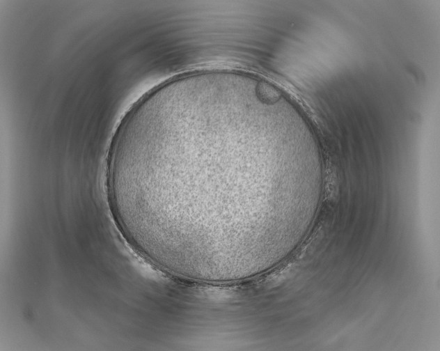 X0000110881086200907021452