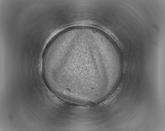 X0000110881224200907021450