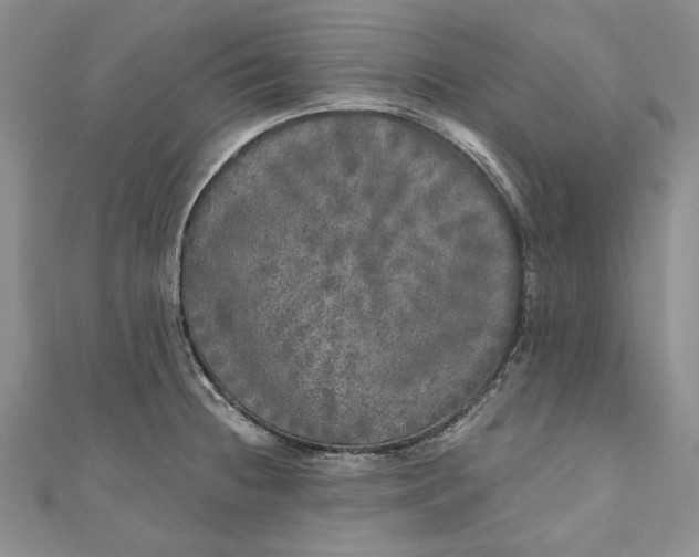 X0000110881236200907021450