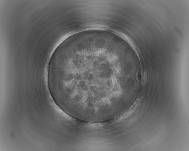 X0000110881243200907021450