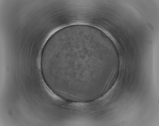 X0000110881246200907021450