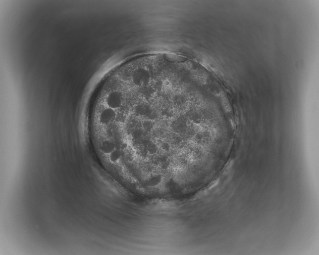 X0000110880343200907091426