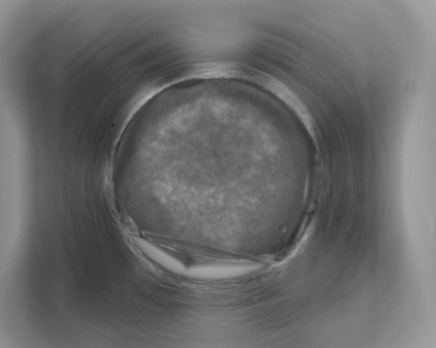 X0000110881481200907091411