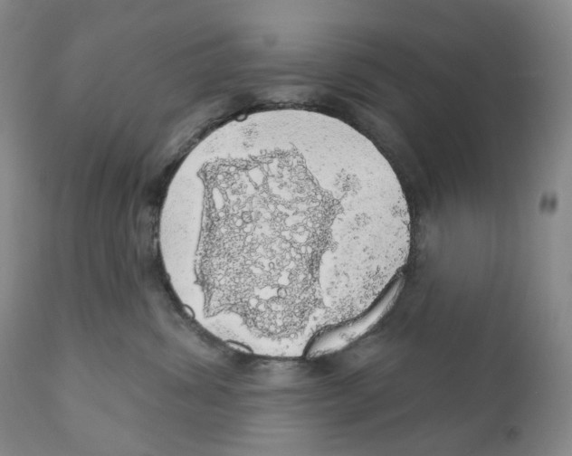 X0000110880428200907161507