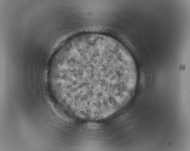 X0000110880636200907161502