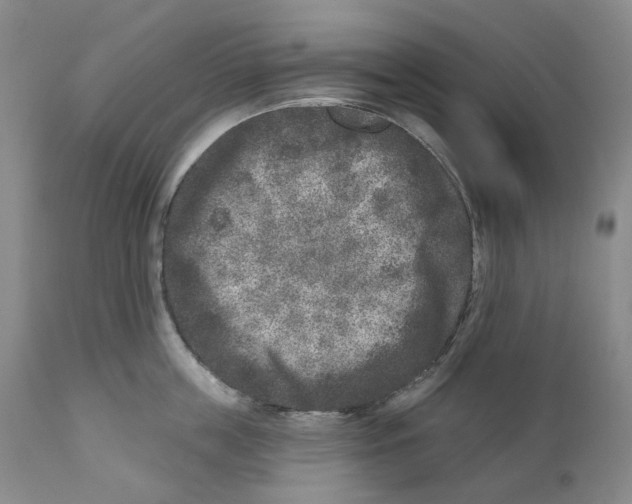 X0000110880859200907161500