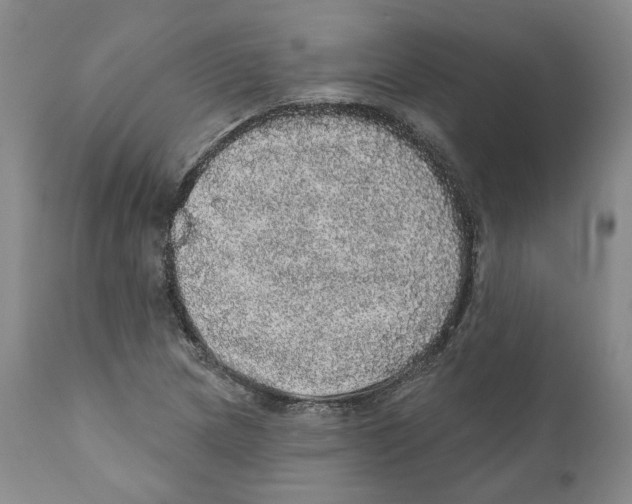 X0000110881217200907161453