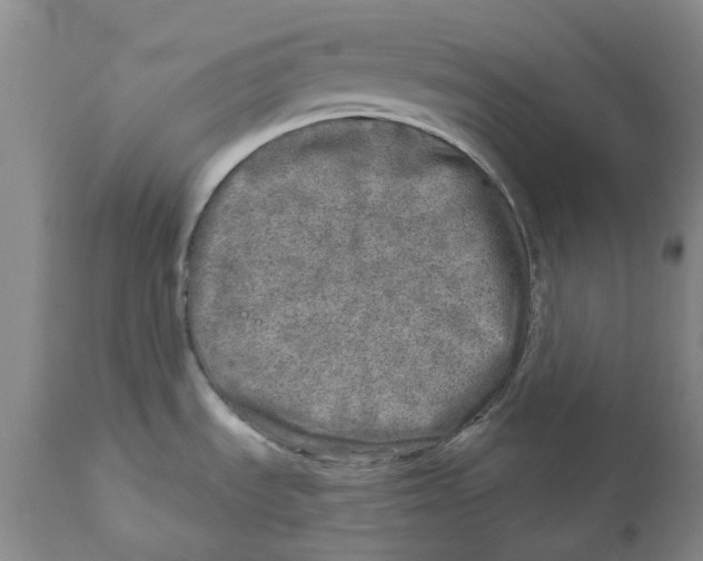 X0000110881535200907161450