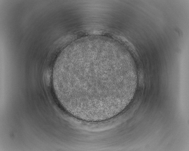 X0000110880026200907301444