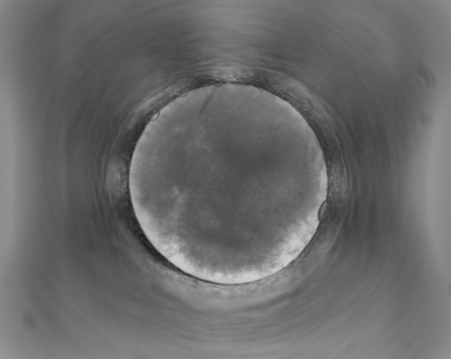 X0000110880043200907301443