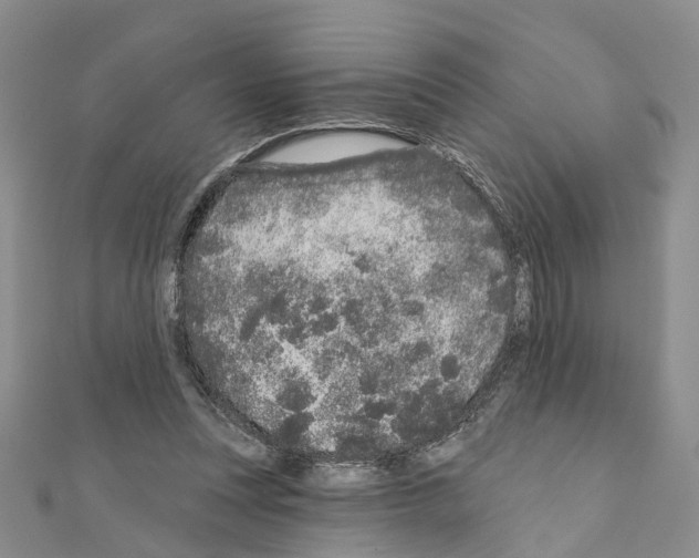 X0000110880351200907301439