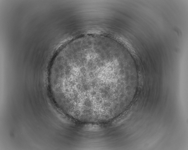 X0000110880354200907301439