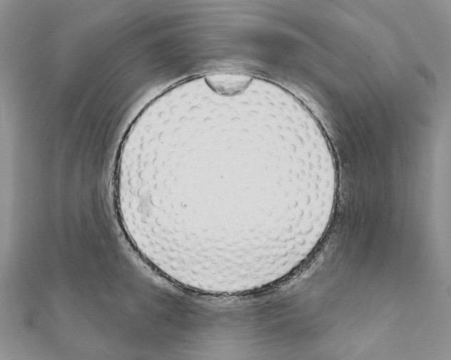 X0000110880949200907301431