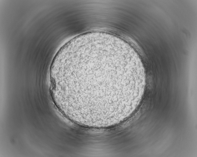 X0000110881036200907301429